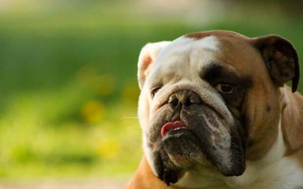 A brown and white bulldog is sitting outdoors with a green blurred background showing a calm expression, HD Desktop Wallpaper