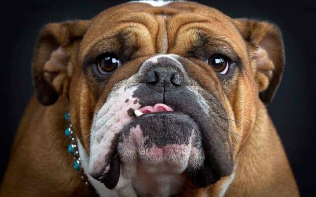 A close up of a brown and white bulldog showing its face and expression, HD Desktop Wallpaper