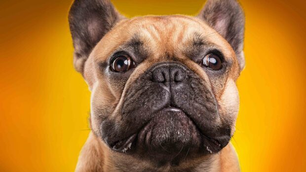 A close up of a bulldog with expressive eyes against an orange background, 4K Phone Wallpaper