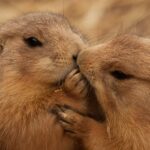 Close up of two Utah prairie dogs interacting in natural habitat for wallpapers