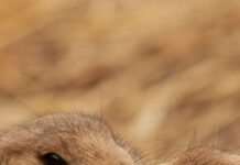 Close up of two Utah prairie dogs interacting in natural habitat for wallpapers