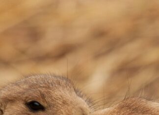 Close up of two Utah prairie dogs interacting in natural habitat for wallpapers