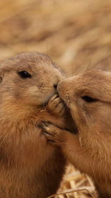 Close up of two Utah prairie dogs interacting in natural habitat for wallpapers