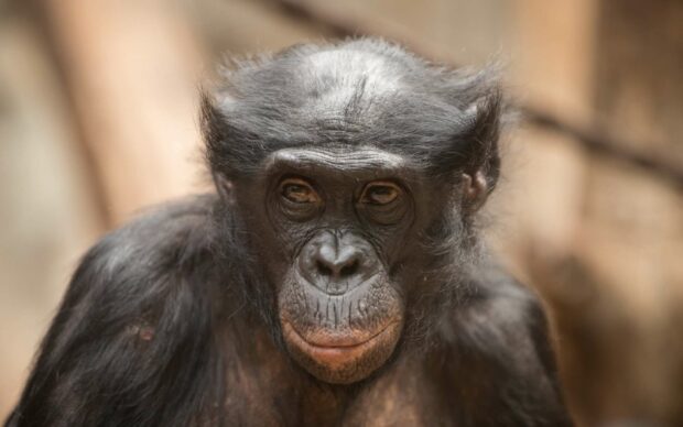 A close up view of a bonobo showing detailed facial features and expressive eyes, HD Desktop Wallpaper