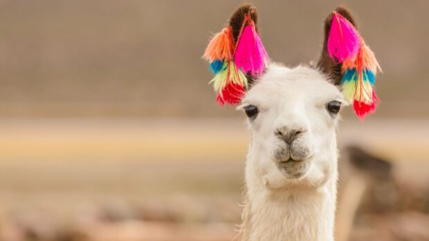 A white llama with bright colorful tassels on its ears in Bolivia, HD Desktop Wallpaper