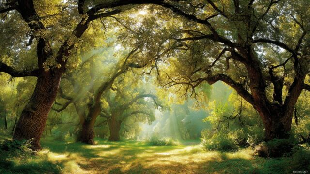 Cool 3D Wallpaper Scenery, An Enchanting Forest Scene With Grand Trees And Dappled Sunlight Filtering Through Leaves