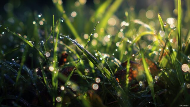 Cool HD Wallpaper For Mac, A Close Up Of Dew Drops On Green Grass At Dawn, Sparkling In The Sunlight