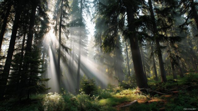 Cool Wallpaper, An Enchanting Forest With Rays Of Sunlight Filtering Through The Trees, Creating A Calm And Refreshing Ambiance