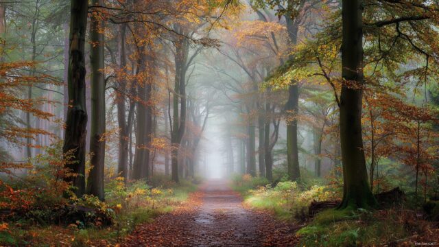 Cool High Quality Wallpaper, A Serene Forest Path Covered In Autumn Leaves, With Mist Rising