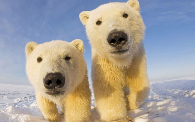 Two curious Arctic bears walking on snowy terrain under a clear blue sky, HD Desktop Wallpaper