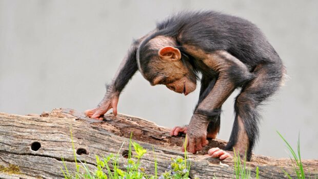 A young bonobo is closely examining a piece of wood in its natural habitat, 4K Desktop Wallpaper