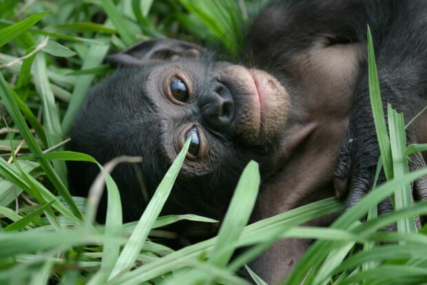 A close up of a bonobo lying down with green grass around it in its natural habitat, 2K Desktop Wallpaper