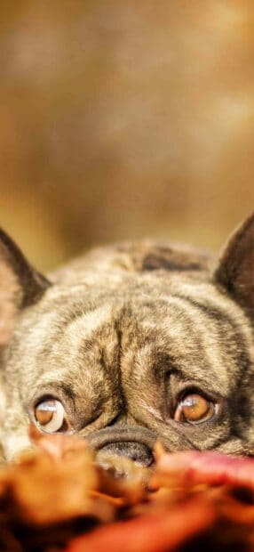 A close up of a curious bulldog peeking through autumn leaves with warm brown eyes, HD Phone Wallpaper