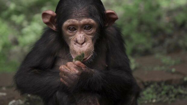 A curious young bonobo is holding and eating a leaf in a natural green environment, HD Desktop Wallpaper