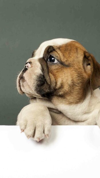 A cute bulldog is looking sideways with its paws resting on a white surface, 2K Mobile Wallpaper