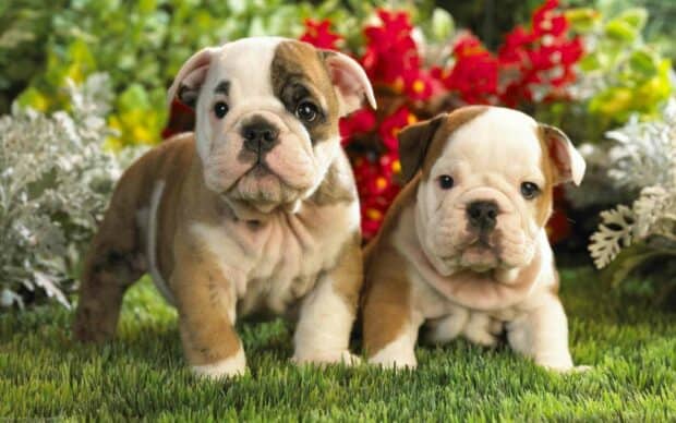 Two adorable bulldog puppies standing on grass with colorful flowers in the background, HD Desktop Wallpaper