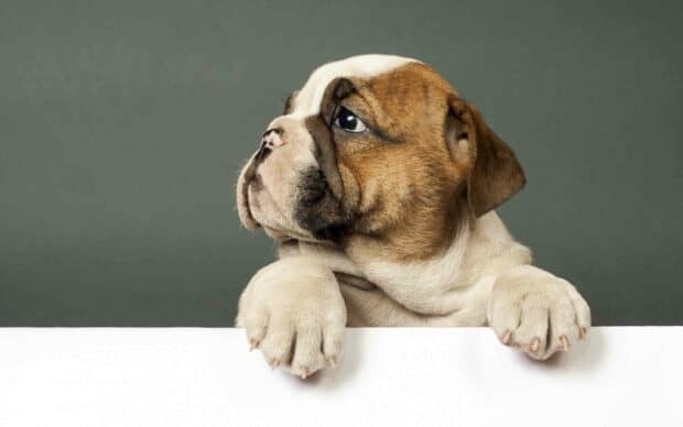 A cute bulldog puppy is looking to the side with its paws resting on a white surface, Bulldog Wallpapers, 2K Desktop Wallpaper