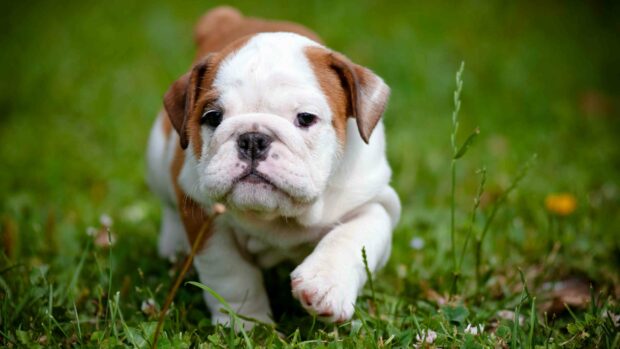 A young bulldog puppy is walking through green grass in a natural setting, 4K Desktop Wallpaper