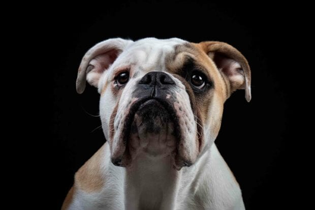 A close up of a Bulldog looking attentively against a dark background, 2K Desktop Wallpaper