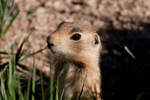 Cute Utah Prairie Dog Close Up in Natural Habitat Wallpaper