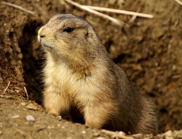 Cute Utah Prairie Dog Standing Near Its Burrow Natural Wildlife Wallpaper