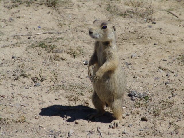 Cute Utah Prairie Dog Standing on Desert Ground Wildlife Wallpaper