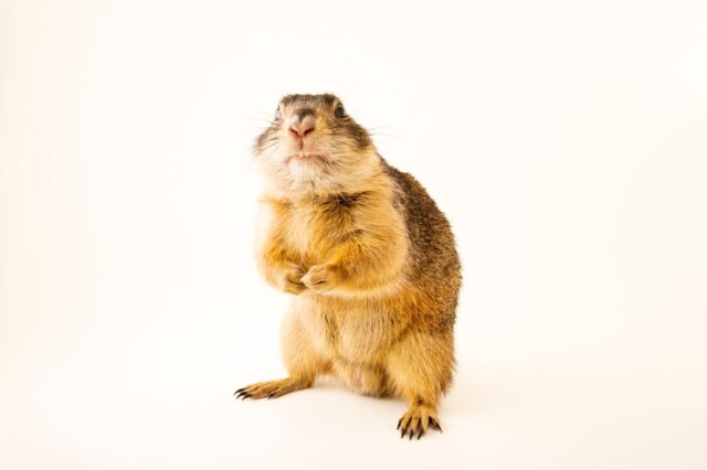 Cute Utah Prairie Dog Standing on White Background Wallpaper