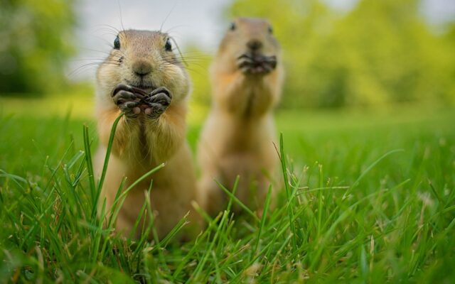 Cute Utah Prairie Dogs Close Up in Green Grass Natural Wallpaper Background