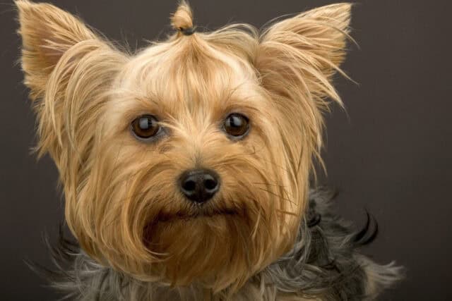 Cute Yorkshire Terrier Close Up Portrait for High Quality Wallpapers (1)