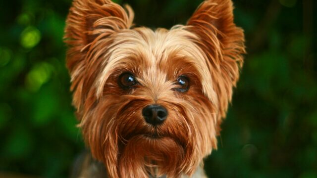 Cute Yorkshire Terrier Close Up Portrait for High Quality Wallpapers