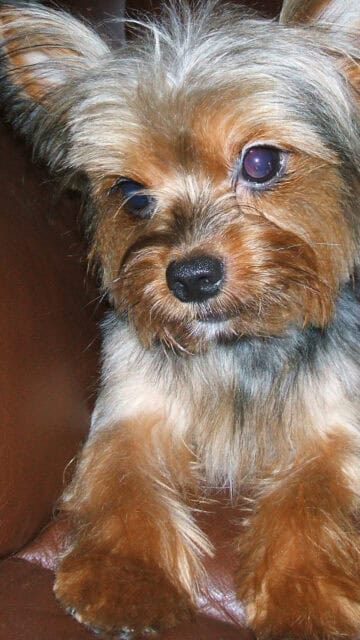 Cute Yorkshire Terrier Close Up on Brown Leather Sofa Wallpaper
