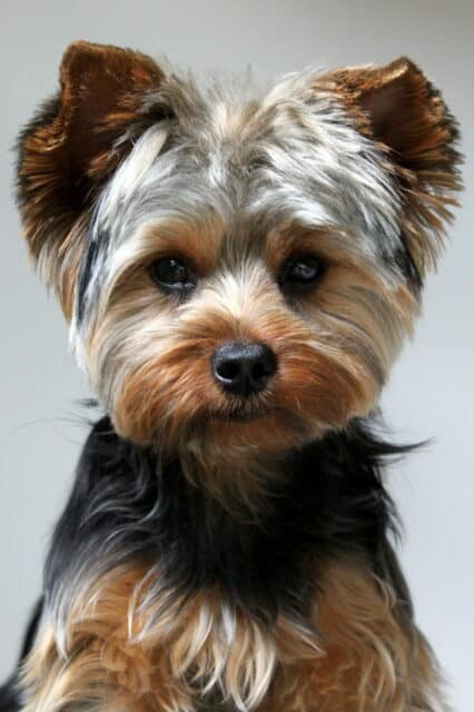 Cute Yorkshire Terrier Dog Close Up High Quality Wallpapers