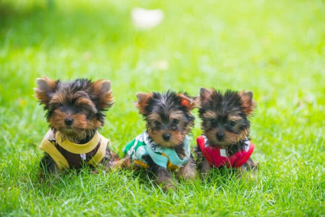 Cute Yorkshire Terrier Puppies in Colorful Outfits on Green Grass Wallpaper