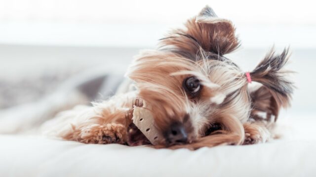 Cute Yorkshire Terrier Puppy Chewing on a Bone Relaxing on a White Bed Wallpaper