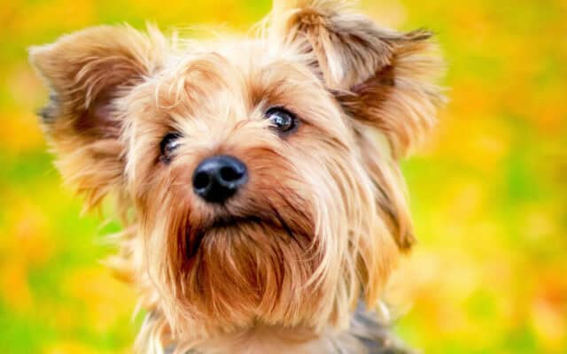 Cute Yorkshire Terrier Puppy Close Up with Autumn Background Wallpaper