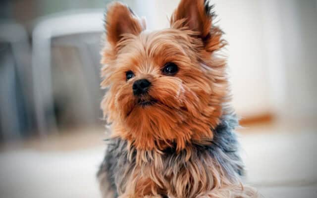 Cute Yorkshire Terrier Puppy Closeup Indoor Yorkshire Terrier Wallpapers Background