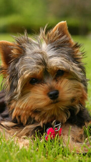 Cute Yorkshire Terrier Puppy Lying on Green Grass Yorkshire Terrier Wallpapers