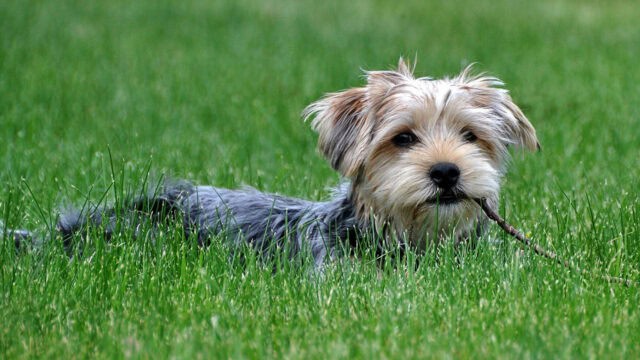 Cute Yorkshire Terrier Puppy Relaxing in Green Grass with Stick in Mouth Wallpaper