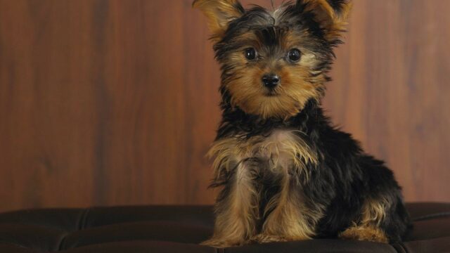 Cute Yorkshire Terrier Puppy Sitting on Dark Sofa Yorkshire Terrier Wallpapers