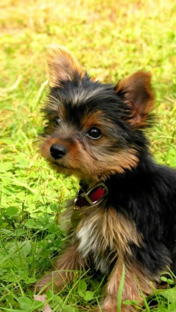 Cute Yorkshire Terrier Puppy Sitting on Green Grass Wallpaper