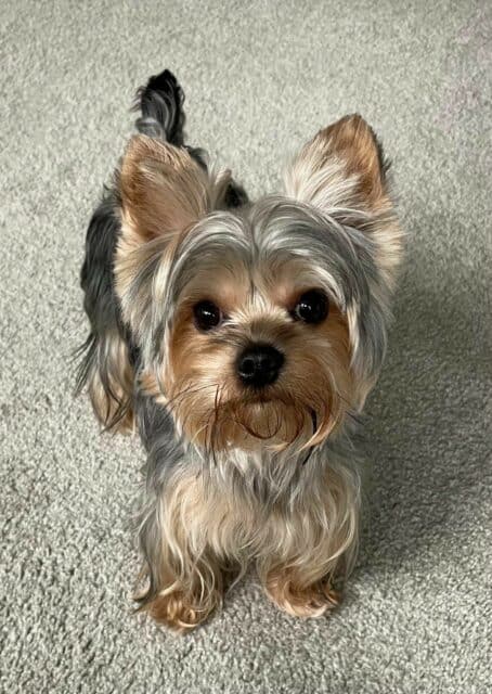 Cute Yorkshire Terrier Puppy Standing on Carpeted Floor Yorkshire Terrier Wallpapers