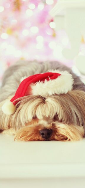 Cute Yorkshire Terrier Puppy Wearing Santa Hat Christmas Wallpaper Background