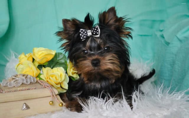 Cute Yorkshire Terrier Puppy with Bow and Yellow Flowers Yorkshire Terrier Wallpapers