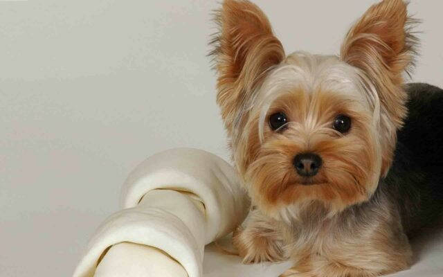 Cute Yorkshire Terrier Puppy with Large Rawhide Bone Yorkshire Terrier Wallpapers
