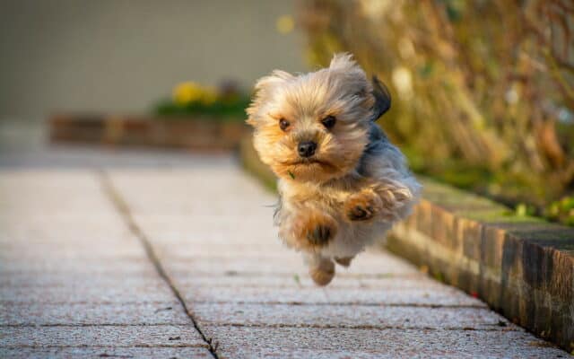 Cute Yorkshire Terrier Running on Pathway in Outdoor Garden Wallpaper