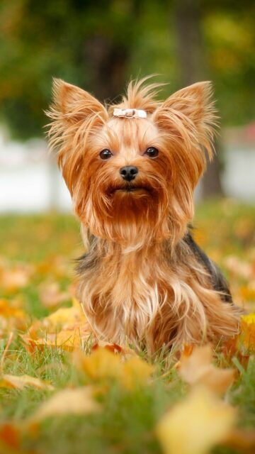 Cute Yorkshire Terrier Sitting on Autumn Grass Yorkshire Terrier Wallpapers Background