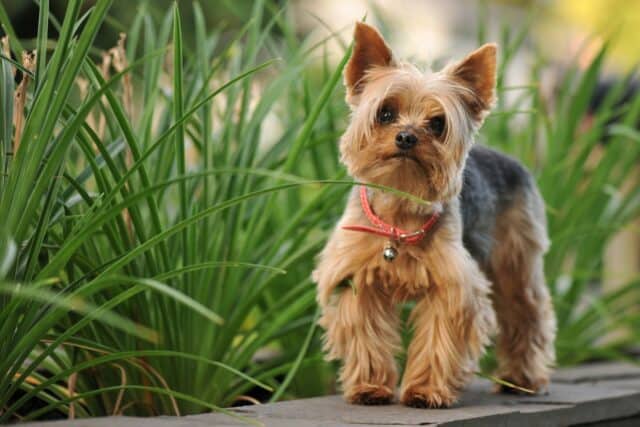 Cute Yorkshire Terrier Standing in Green Garden Perfect Wallpapers for Dog Lovers