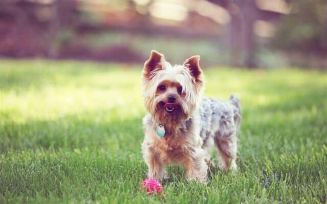 Cute Yorkshire Terrier Standing on Green Grass with a Pink Ball Yorkshire Terrier Wallpapers
