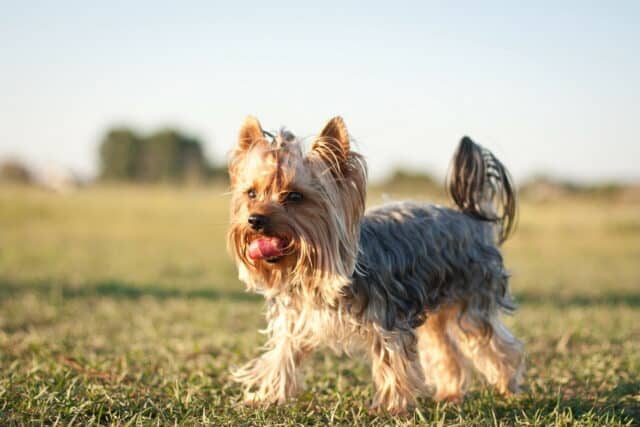 Cute Yorkshire Terrier Walking on Grass Outdoor Yorkshire Terrier Wallpapers