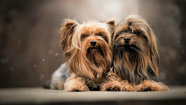Cute Yorkshire Terrier Wallpapers Featuring Two Fluffy Dogs Relaxing Together